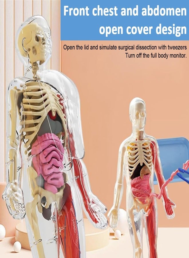 PATPAT® 32 Pieces DIY Assembly Human Skeleton Model Organs Models Kit Glow in The Dark Skeleton Toys Kids Educational Biology Class Tool for Kids Age 6+ - Image 4